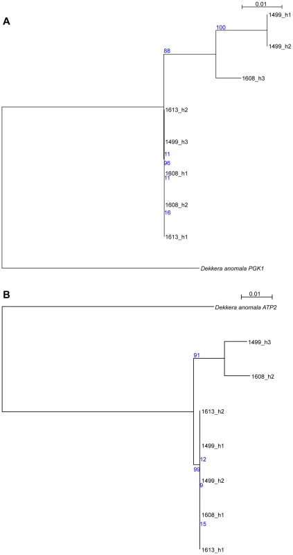 Comparison of <i>D. anomala</i> and <i>D. bruxellensis</i> gene sequences.