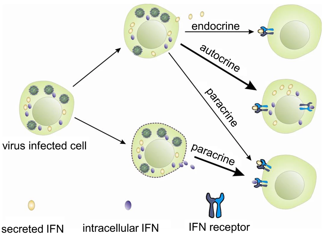 Hypothetical modes of action of trout intracellular IFNs.