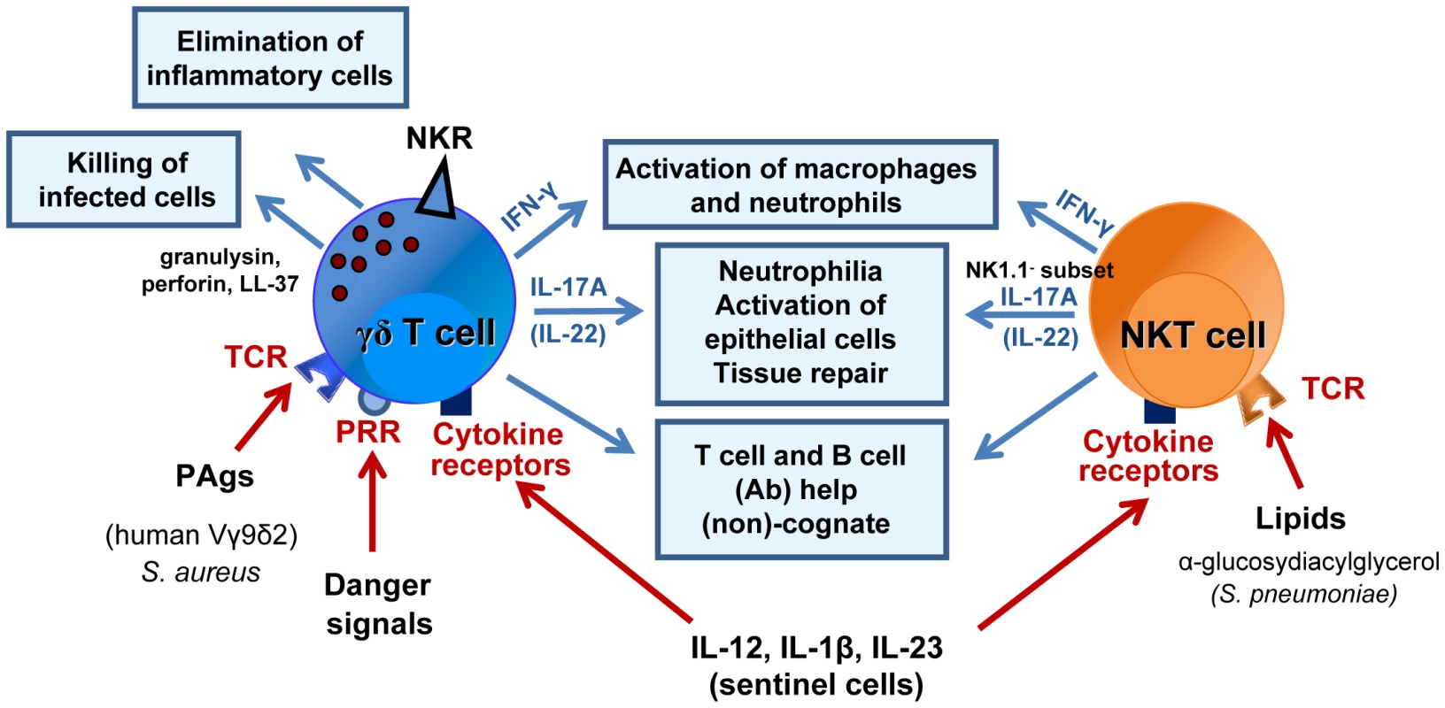 Mode of activation and role of γδ T cells and NKT cells during bacterial respiratory infections.