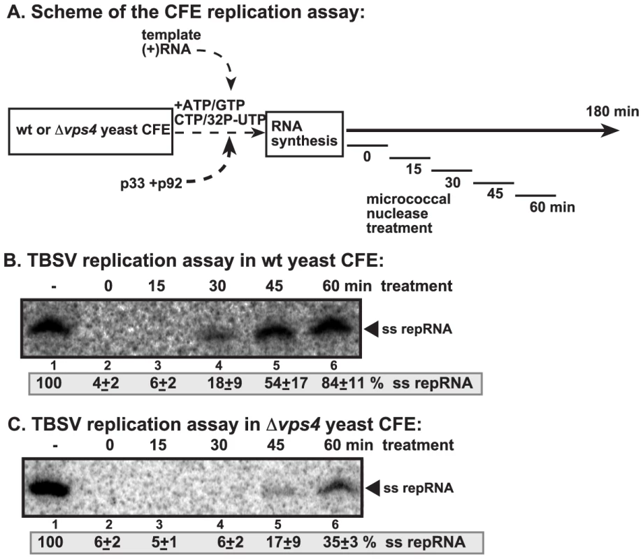 Increased nuclease-sensitivity of the tombusvirus replicase assembled in yeast with deletion of <i>VPS4</i> ESCRT gene.