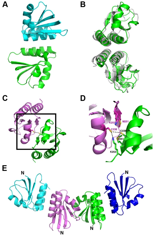 Overview of the oligomerization modes observed in the crystal structure of the proteolytic fragment of endolysin CD27L.