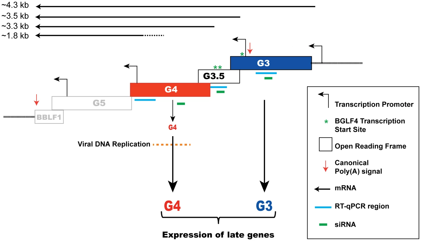 A model depicting regulation of late gene expression by the G-locus.