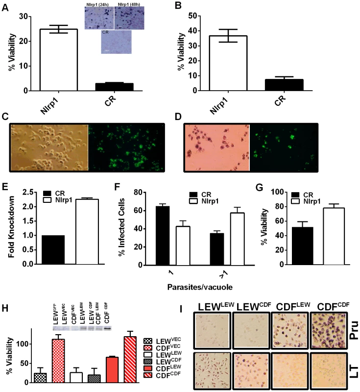 <i>Nlrp1</i> knockdown provides protection against <i>Toxoplasma-</i>induced pyroptosis and overexpression of NLRP1<sup>variant 5</sup> sensitizes resistant macrophages.