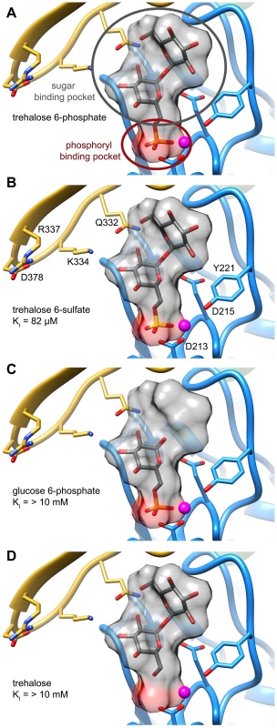 Two binding pockets in the T6PP enzyme.