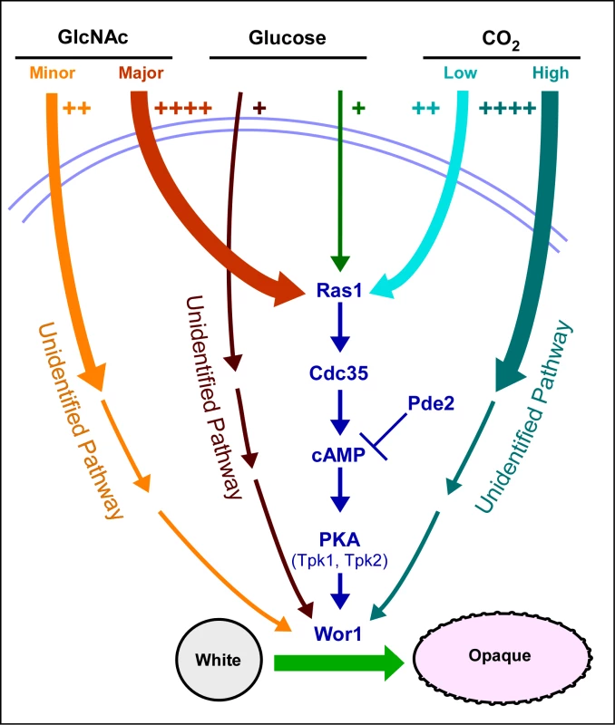 A model of the regulatory circuitry involved in the induction of the white to opaque switch.