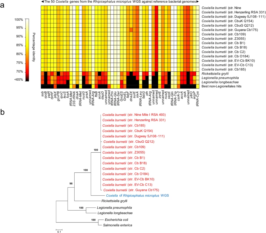Characterization of new <i>Coxiella</i> strains derived from whole-genome sequencing (WGS) of the cattle tick <i>Rhipicephalus microplus</i>.