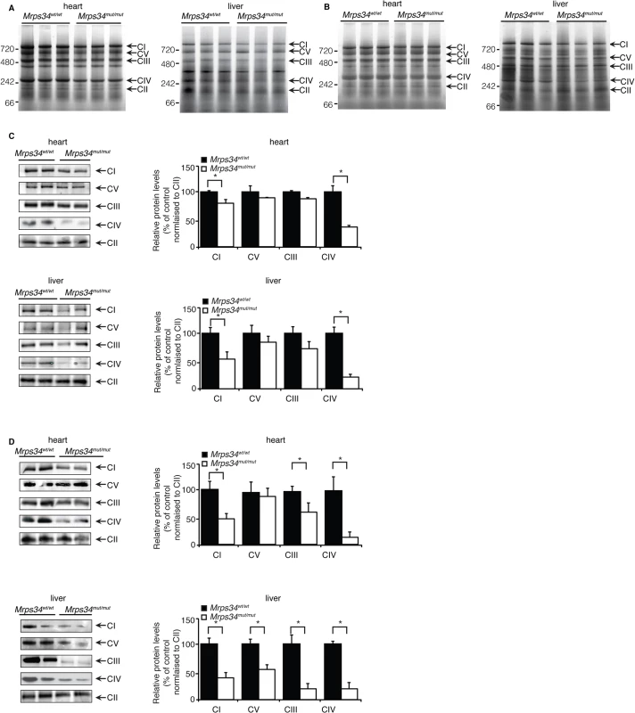 Reduced MRPS34 affects the abundance of mitochondrial respiratory complexes.
