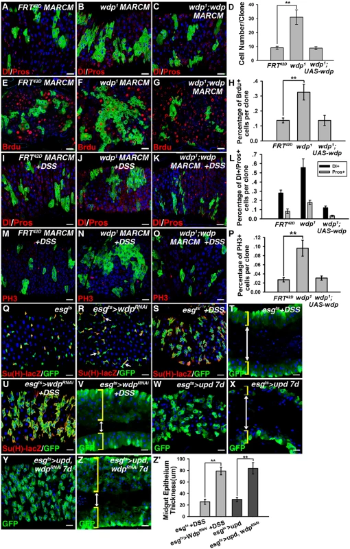 Wdp inhibits ISC proliferation and restricts the ISC overproliferation caused by ectopic JAK/STAT signaling.