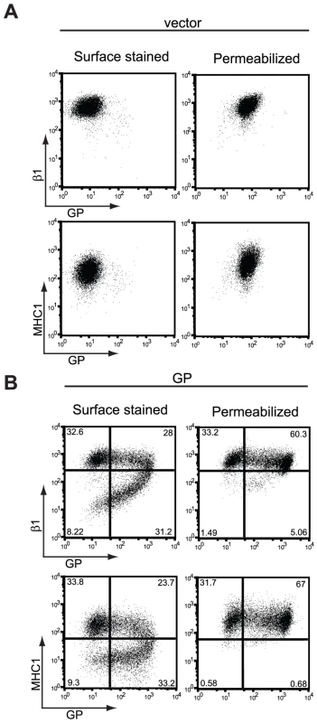 Steady-state levels of β1 integrin and MHC1 are unchanged in GP-expressing cells.