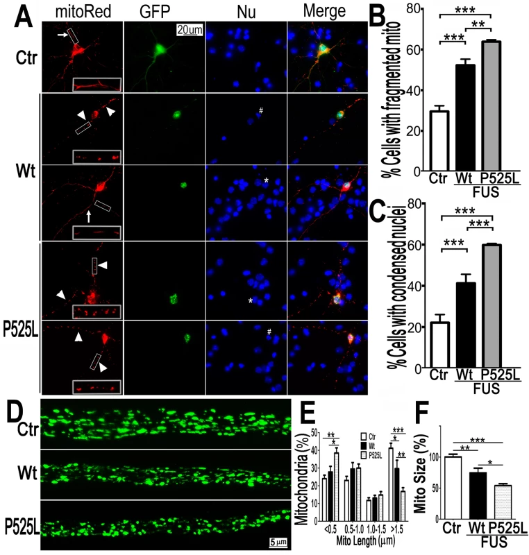 Expression of Wt- or P525L- mutant FUS in primary cortical neurons (A-C) or fly motor neurons (D-F)led to mitochondrial fragmentation.
