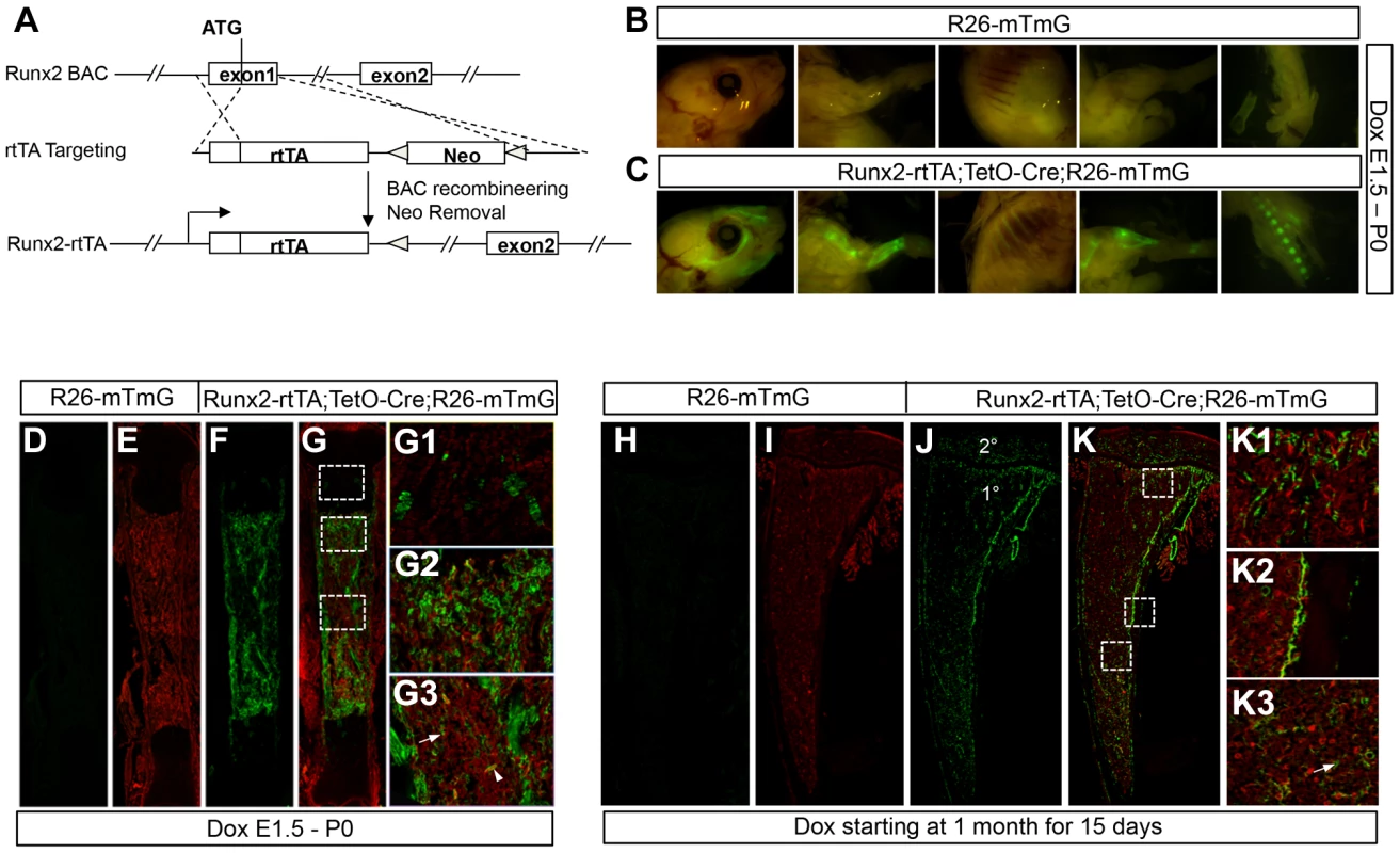 Generation and characterization of <i>Runx2-rtTA</i> transgenic mice.