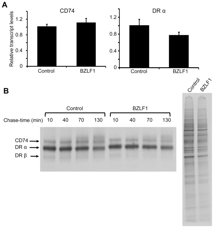 BZLF1 downregulates CD74 post-translationally.