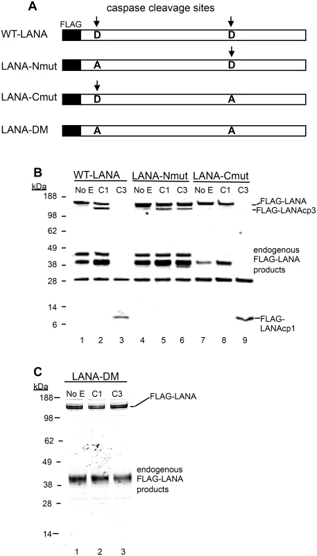 Mutation of putative LANA caspase cleavage sites at the N- and C-termini of LANA prevent caspase cleavage of LANA.