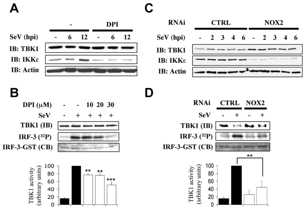 NOX2 is essential for IKKε expression and SeV-induced TBK1 activity.