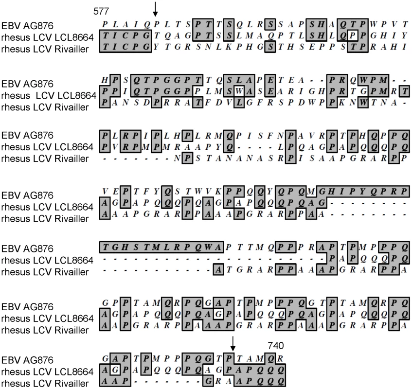 Alignment of amino acids 577−740 of rhesus LCV EBNA-3B from LCL8664 cells (middle lines) with the previously published sequence (<em class=&quot;ref&quot;>[<b>21</b>]</em>, lower lines), and amino acids 571−768 of EBV AG876 EBNA-3B (top lines).