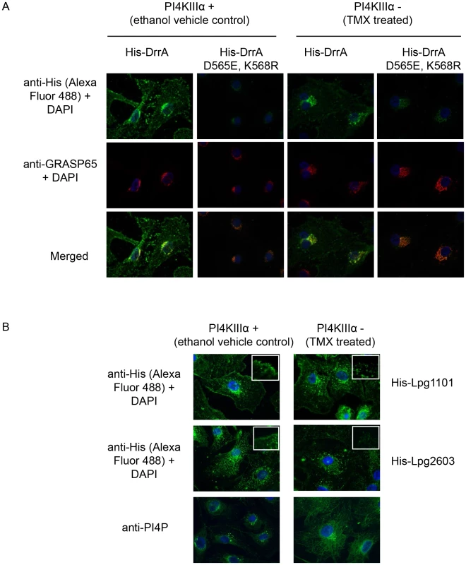 PI4KIIIα is important for localization of LEPR effectors to the PM.