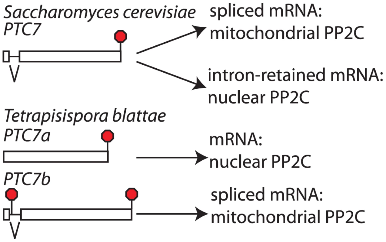 The <i>PTC7</i> gene is subfunctionalized through loss of alternative splicing in <i>Tetrapisispora blattae</i>.