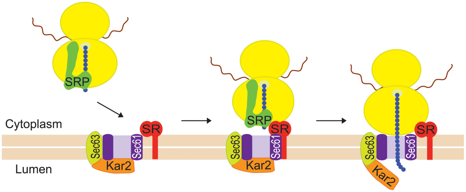Co-translational targeting of mRNA to the ER is mediated by SRP.
