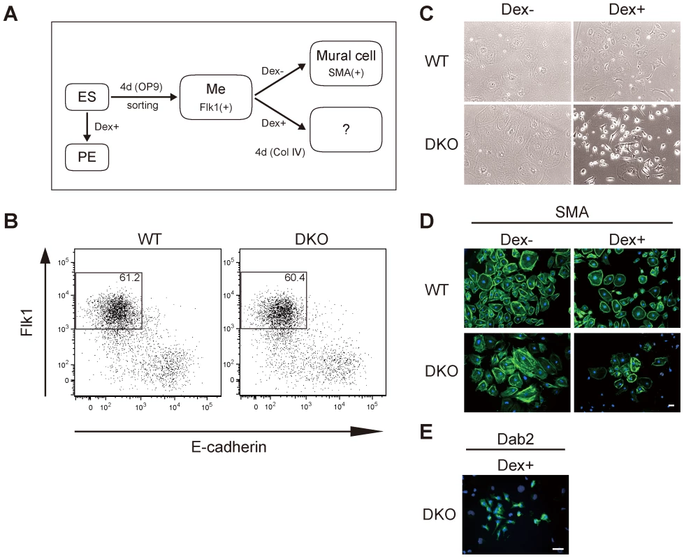 Gata4-induced primitive endoderm differentiation from <i>Dnmt3a</i><sup>−/−</sup><i>Dnmt3b</i><sup>−/−</sup> (DKO) Flk1(+) mesoderm cells derived from OP9 co-culture conditions.