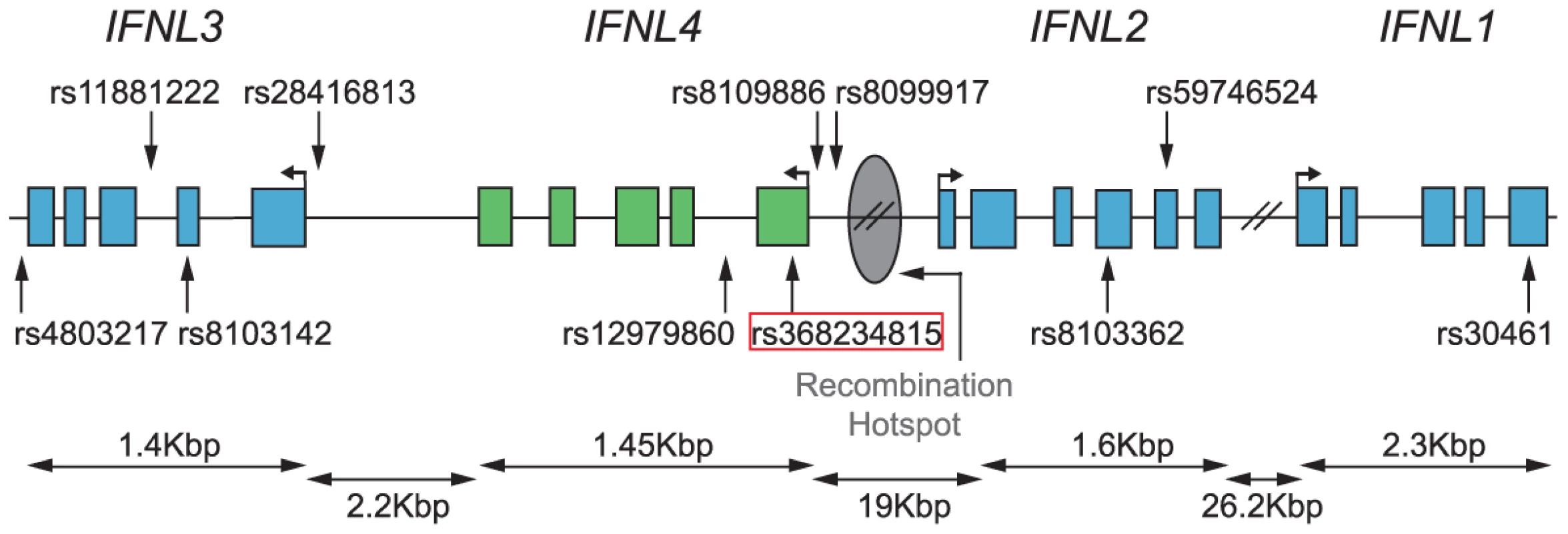 Map of the &lt;i&gt;IFNL&lt;/i&gt; locus with locations of relevant SNPs (from &lt;em class=&quot;ref&quot;&gt;&lt;b&gt;Table 2&lt;/b&gt;&lt;/em&gt;) and the inferred recombination hotspot based on recombination rates from &lt;em class=&quot;ref&quot;&gt;[60]&lt;/em&gt;.