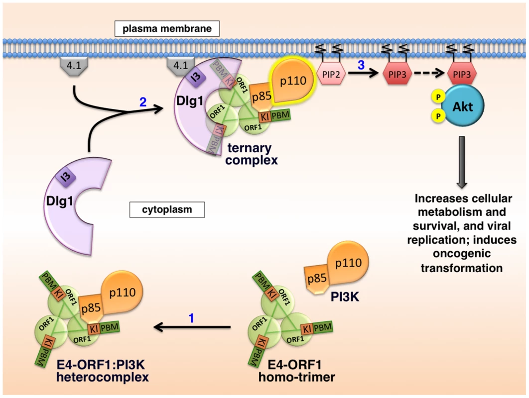Proposed molecular mechanism for PI3K activation by the adenovirus E4-ORF1 protein.
