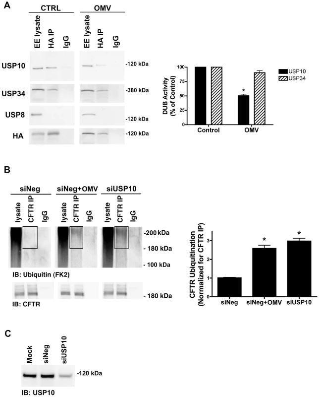 Cif selectively inhibits USP10 activity in early endosomes.