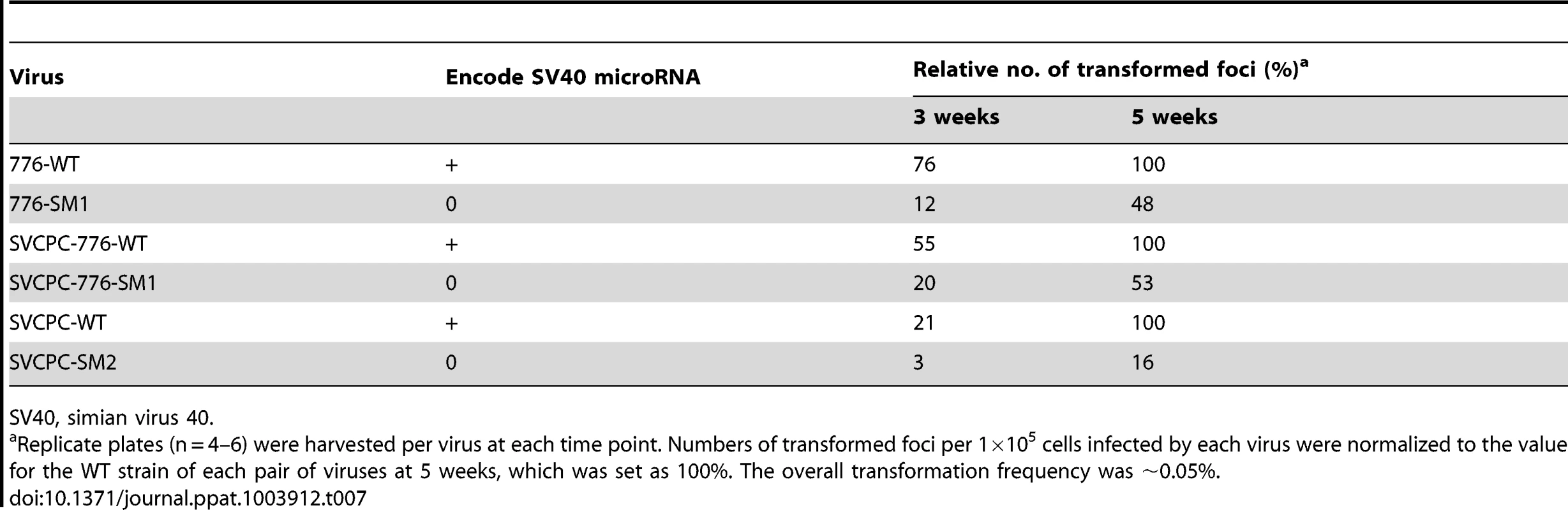 Transformation of primary mouse embryo fibroblasts by SV40 parental and microRNA-negative viruses.