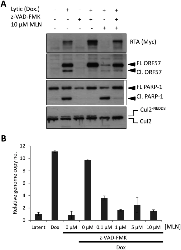 Inhibiting MLN4924-induced apoptosis does not restore lytic reactivation.