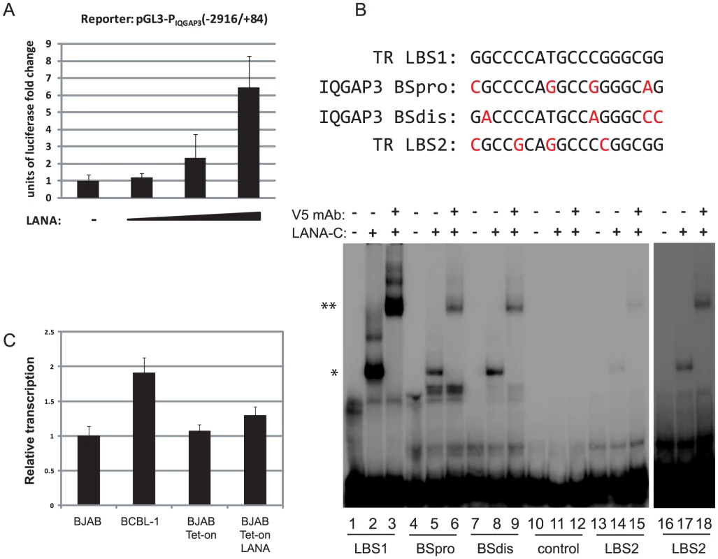 LANA binds to two sites within the IQGAP3 promoter and upregulates IQGAP3 expression.