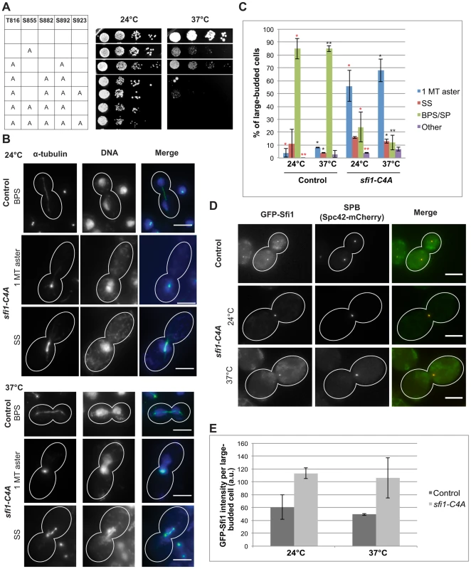 <i>sfi1-C4A</i> displays impaired growth and spindle and chromosome segregation defects.