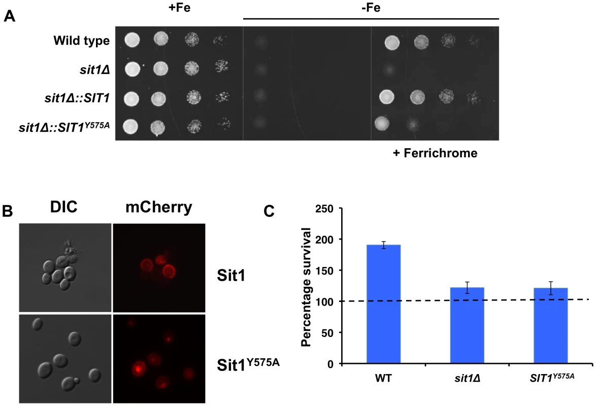 A conserved residue in the Sit1 SITD compromises ferrichrome utilization and survival in macrophages.