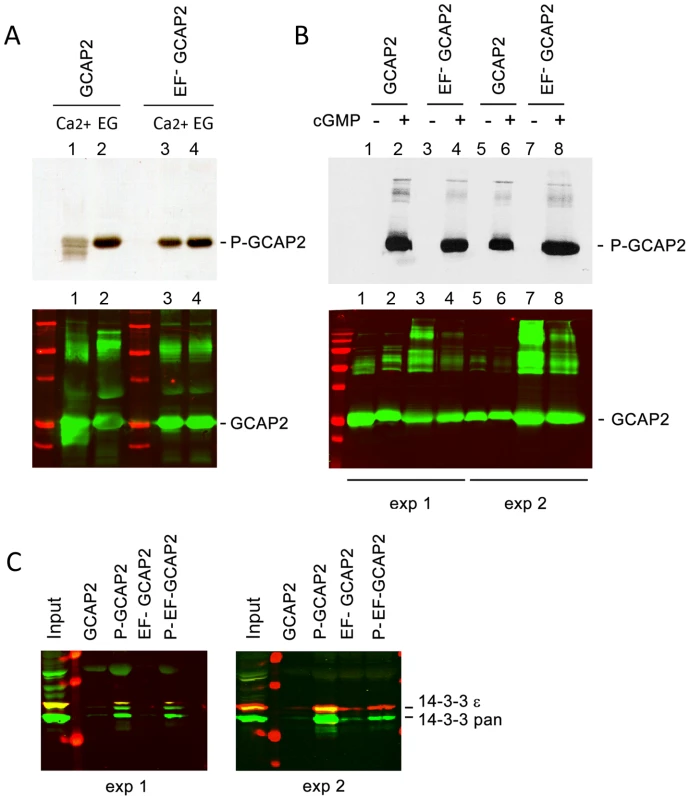 The protein 14-3-3 binds to recombinant GCAP2 in a phosphorylation-dependent manner.