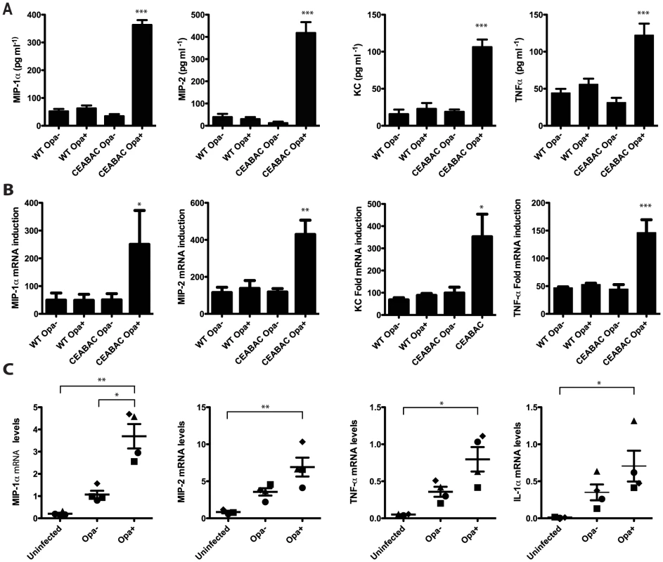 Opa-expressing <i>N. gonorrhoeae</i> drive CEACAM-dependent production of pro-inflammatory cytokines in neutrophils.