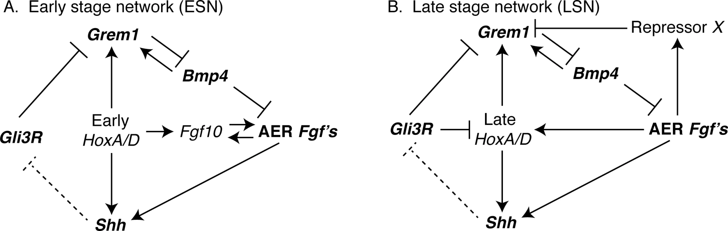 Interactions among genes in the (A) Early (ESN) and (B) Late (LSN) stage networks that were computationally modeled in this study are shown.