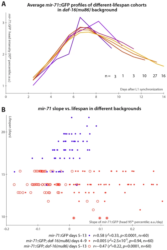 <i>mir-71</i>::GFP levels do not positively correlate with longevity absent DAF-16.