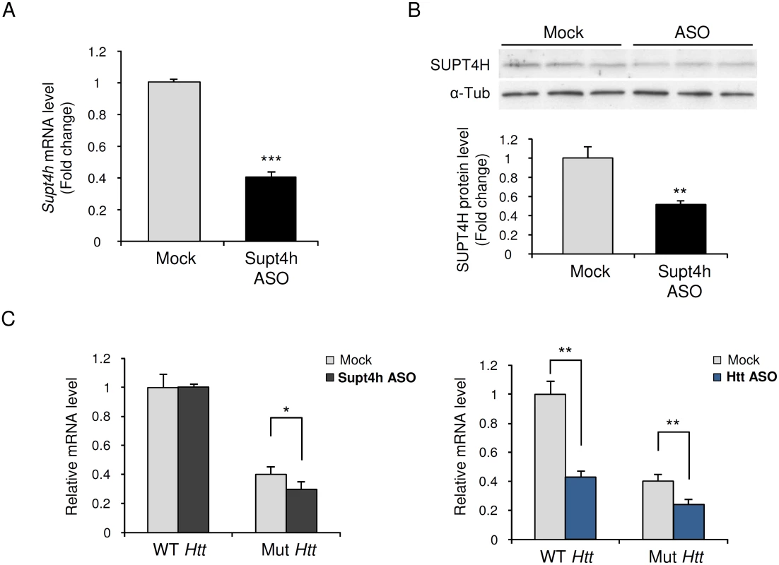 Effect of down regulation by Supt4h ASO on expression of mutant and wild-type <i>Htt</i> alleles in zQ175 HD mice.
