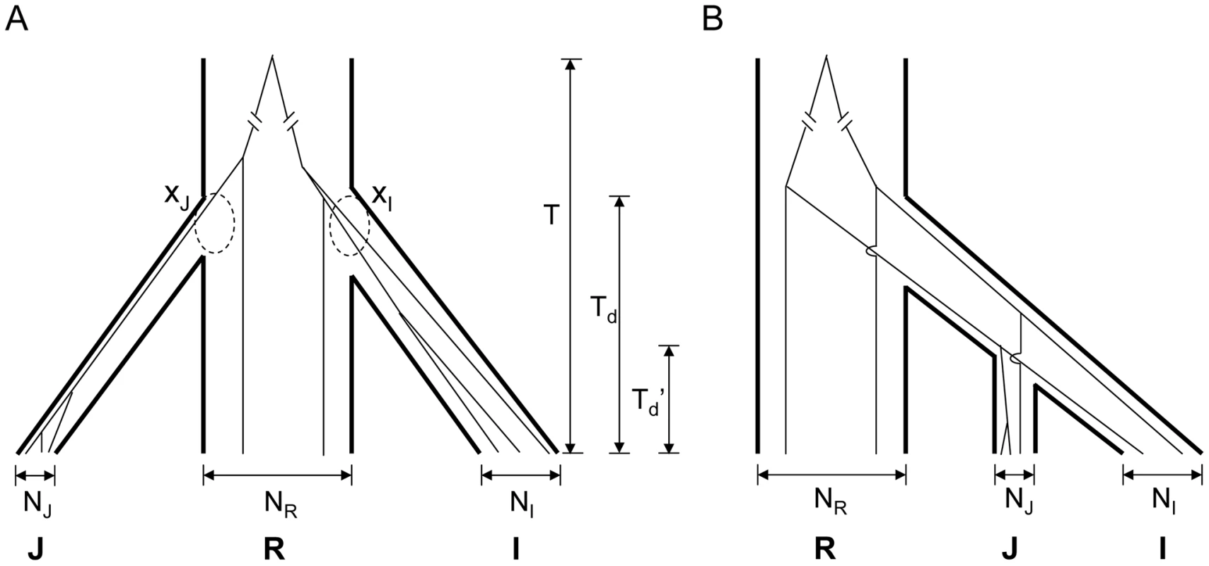 Two models for the domestication of <i>indica</i> (I) and <i>japonica</i> (J).