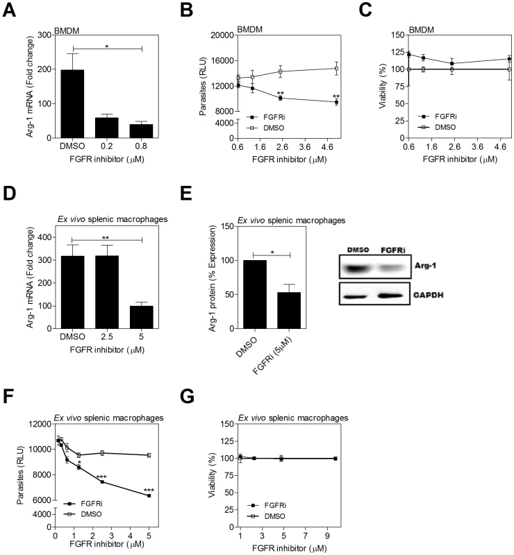 Inhibition of FGFR signaling decreases arg1 expression and parasite burden in <i>L. donovani</i> infected macrophages.