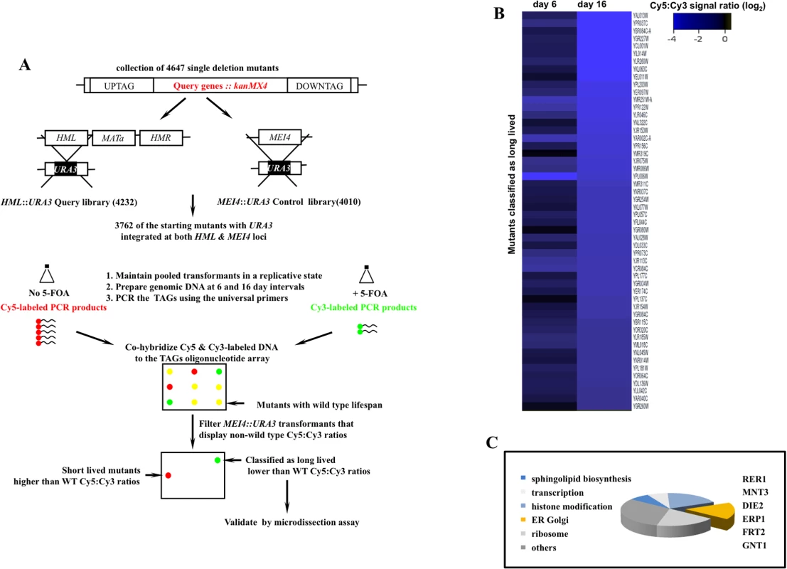 A genome scale screen for isolating mutants with extended mitotic lifespan in the yeast <i>S</i>. <i>cerevisiae</i>.