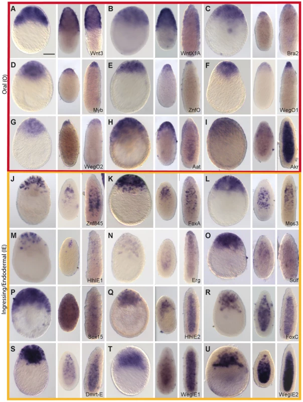 Preferential expression of Wnt3-MO-embryo under-expressed transcripts in oral and ingressing cells.