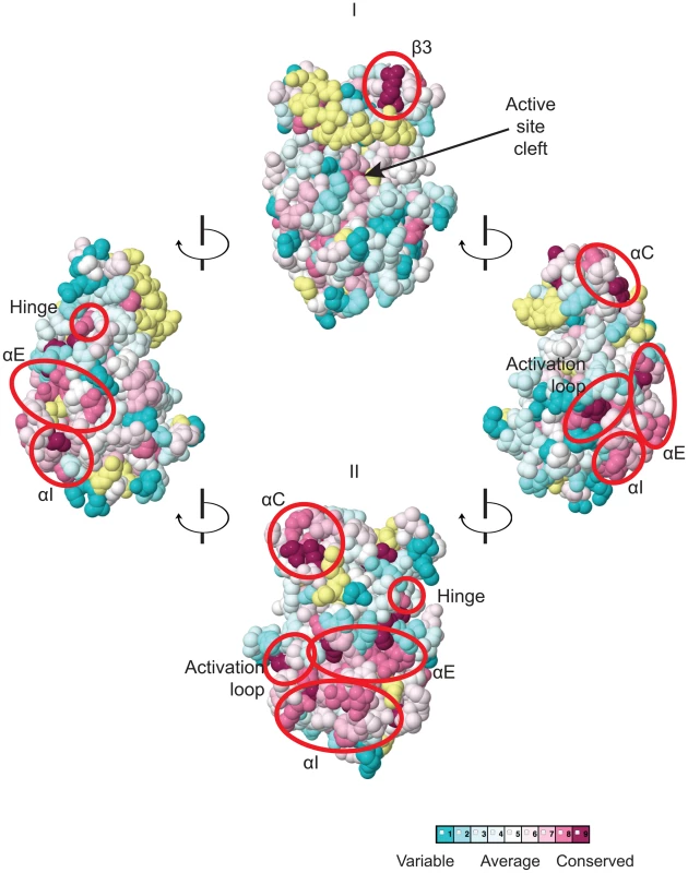 Predicted three-dimensional structure and sequence conservation of surface residues of the Gcn2 YKD.