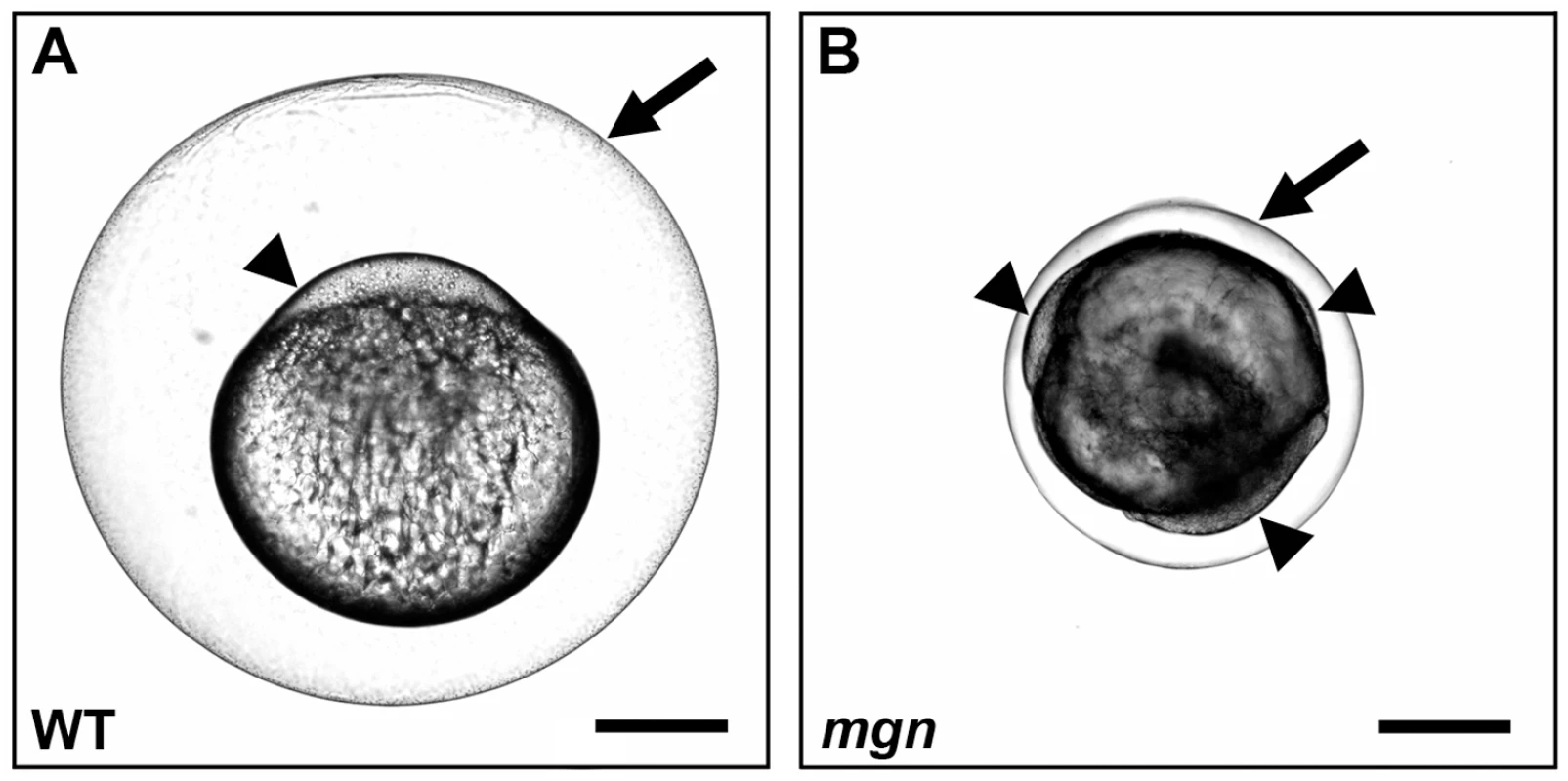 <i>mgn</i> is required for animal-vegetal polarity of the egg.