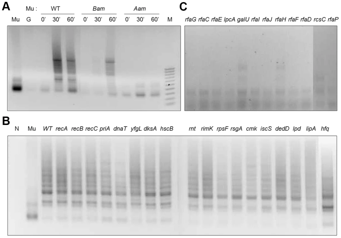 PCR assay for Mu integration in mutants defective in lysogen recovery.