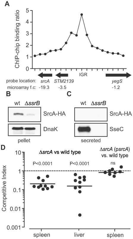 Identification of an SsrB-regulated gene, <i>srcA</i>.