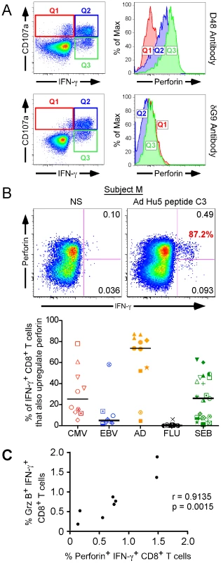 Perforin upregulation by CD8<sup>+</sup> T cells after peptide-specific activation.