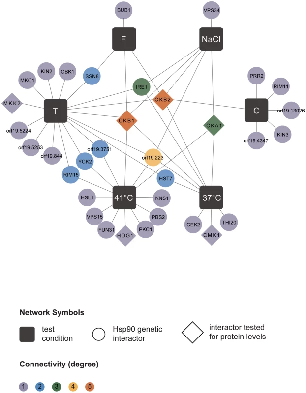 Hsp90 kinase genetic interaction network.