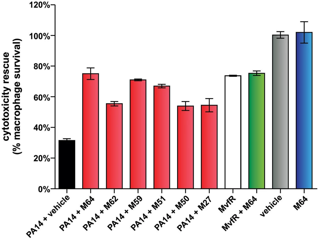 MvfR-regulon inhibitors rescue PA14-macrophage cytotoxicity.