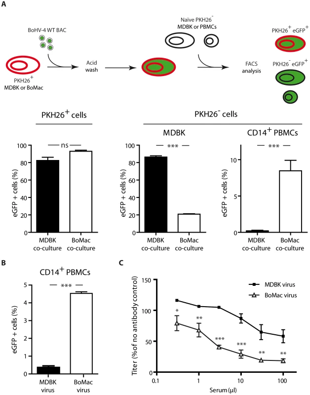 Myeloid virions are more infectious for CD14+ PBMCs but are more sensitive to antibody neutralization.