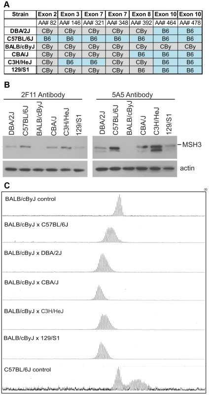 MSH3 coding polymorphisms and protein expression in different mouse strains.