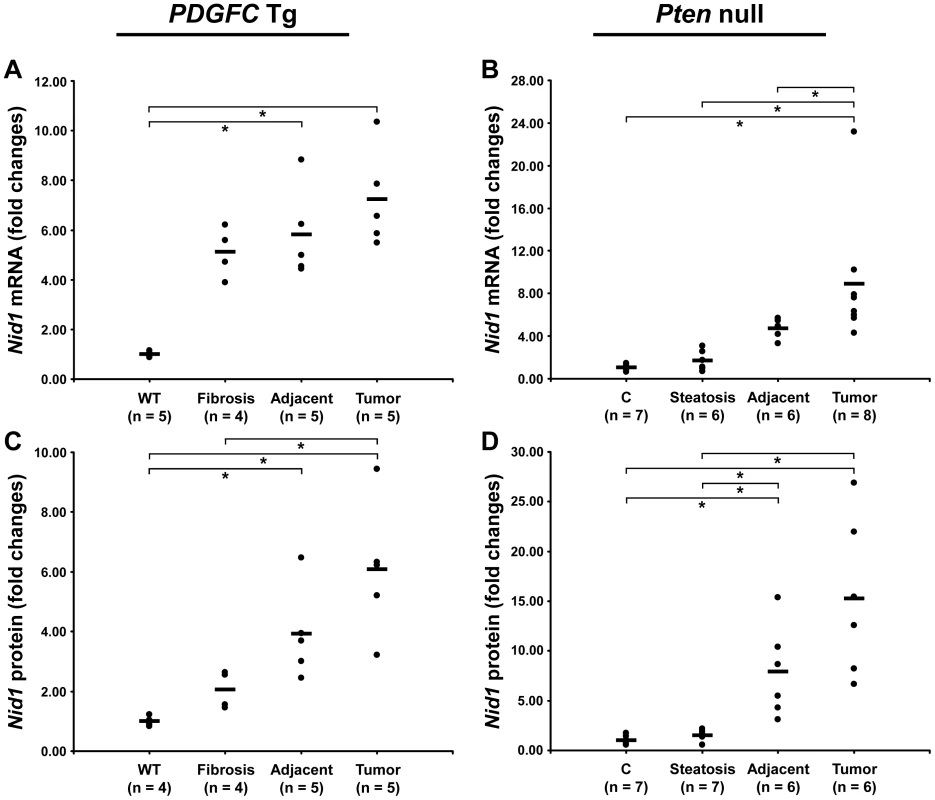Up-regulation of nidogen 1 mRNA and protein in <i>PDGFC</i> Tg and <i>Pten</i> null tumors.